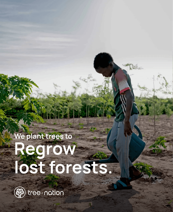 Tree-Nation: piantiamo alberi per rigenerare le foreste perdute